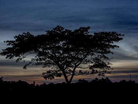 silhouette tree at local country,Thailandの写真素材