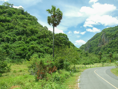 local concrete road and tree at Phatthalung Thailandの写真素材
