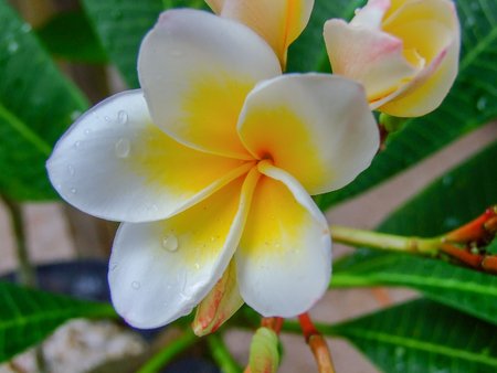 Plumeria flower yellow and white in the gardenの写真素材