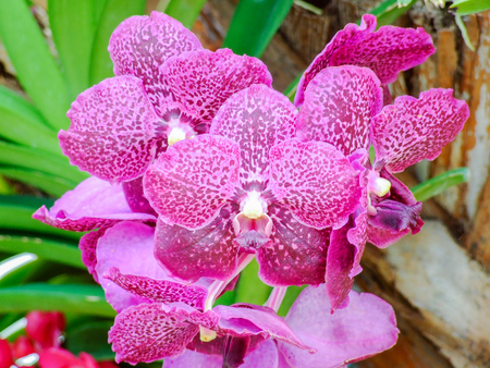 purple Orchids on a branch at the gardenの写真素材