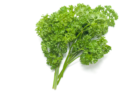 close up of parsley isolated on white backgroundの写真素材