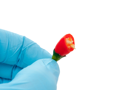 blue glove holding red chilli on white backgroundの写真素材