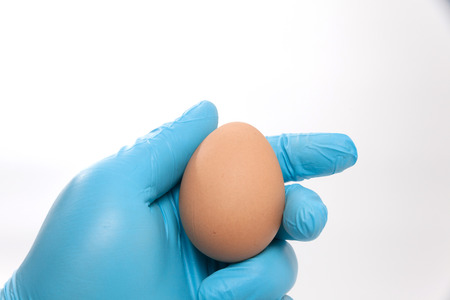 hand in blue glove holding an egg