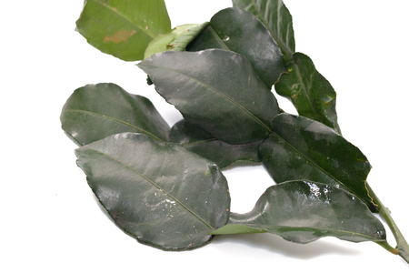 Kaffir Lime Leaves isolated on white backgroundの写真素材
