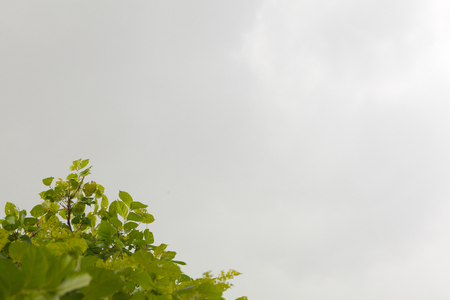 tree and  dark cloud before storm at eveningの写真素材