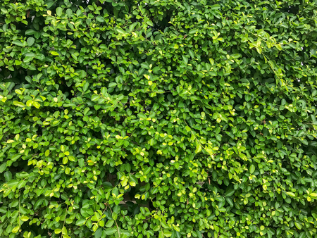 texture of nature tree wall background textureの写真素材