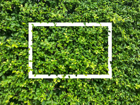 nature wall and white frame background textureの写真素材
