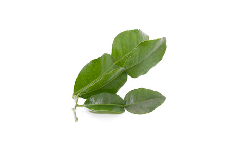 Kaffir Lime Leaves isolated on white backgroundの写真素材