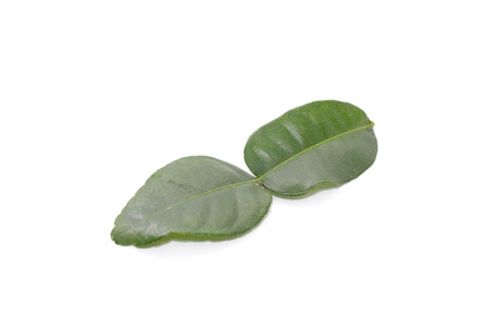 Kaffir Lime Leaves isolated on white backgroundの写真素材