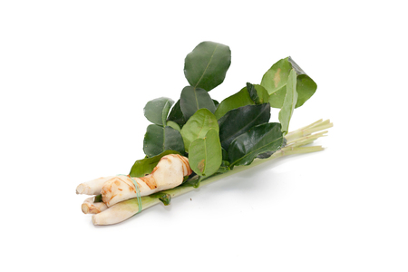 Thai food ingredient for Tom yum ginger,Galangal,lemon grass,KAFFIR Lime leaf on white backgroundの写真素材