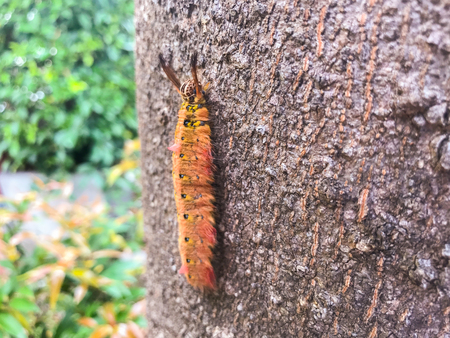close up of worm climb on the tree