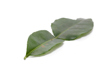 Kaffir Lime Leaves isolated on white backgroundの写真素材