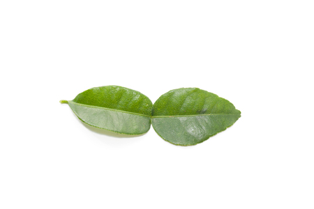 Kaffir Lime Leaves isolated on white backgroundの写真素材