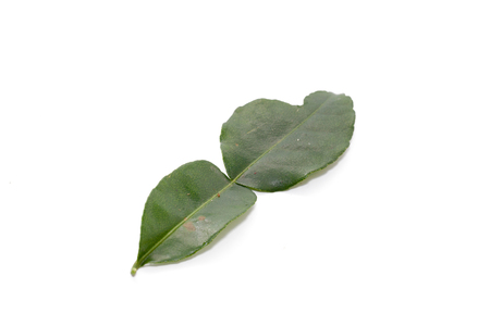 Kaffir Lime Leaves isolated on white backgroundの写真素材