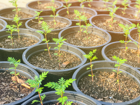 little Marigold plant in pot at thailandの写真素材