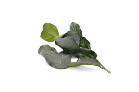 Kaffir Lime Leaves isolated on white backgroundの写真素材