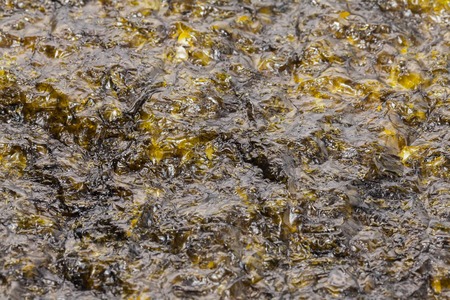close up of seaweed sheet on white backgroundの写真素材