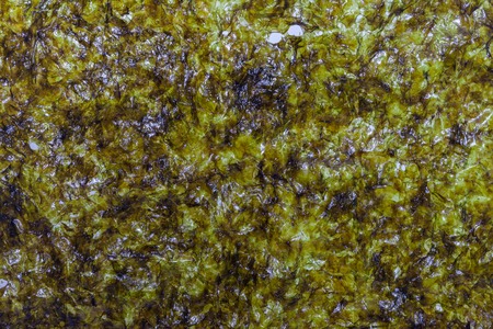 close up of seaweed sheet on white backgroundの写真素材