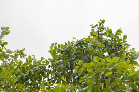 wind blown tree before rain in thailandの写真素材