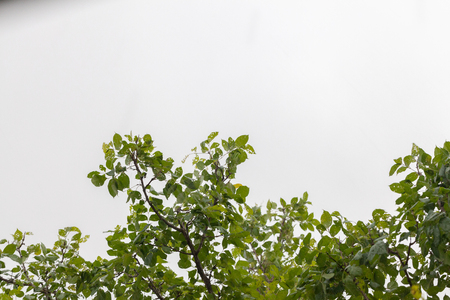 wind blown tree before rain in thailandの写真素材