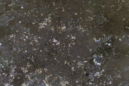 background texture of lichen on cement floorの写真素材