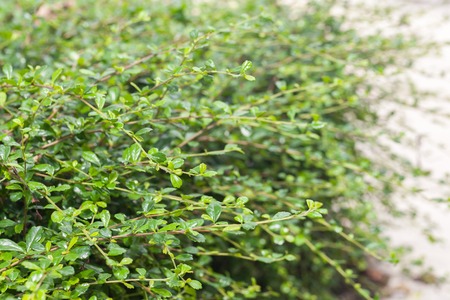 close up of little tree on concrete roadの写真素材