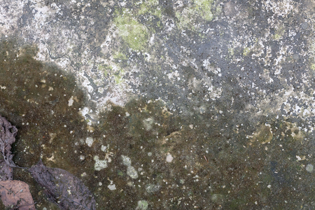 background texture of lichen on cement floorの写真素材