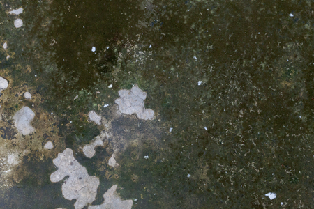 background texture of lichen on cement floorの写真素材