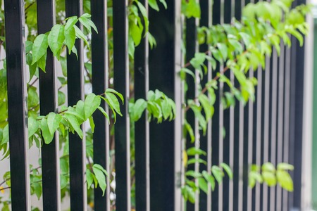 close up of tree near the metal fenceの写真素材