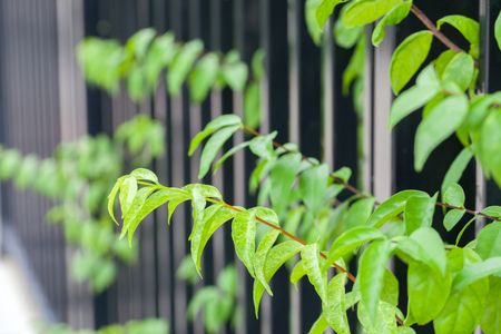 close up of tree near the metal fenceの写真素材