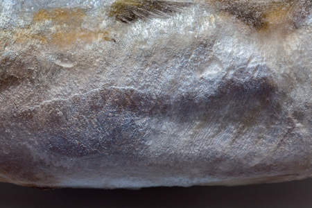 close up of skin of tuna fishの写真素材