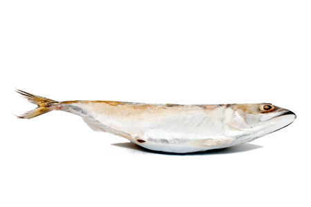 close up of tuna fish on white backgroundの写真素材