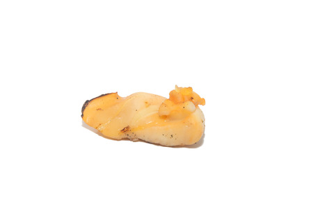 a piece of Grilled squid on white backgroundの写真素材