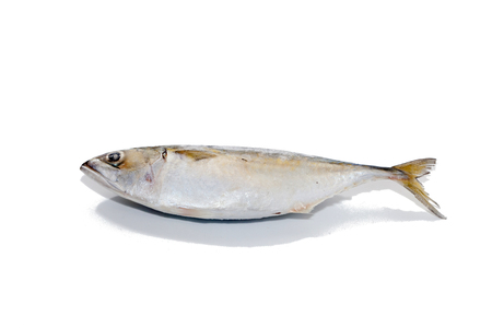 close up of tuna fish on white backgroundの写真素材