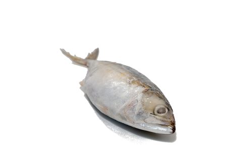 close up of tuna fish on white backgroundの写真素材