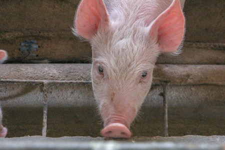 piglet in the cage at the pig farmの写真素材