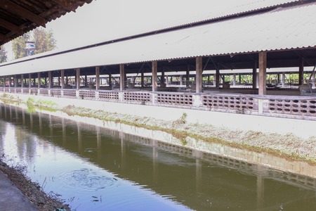 building of the pig farm at thailandの写真素材