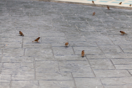 Common Myna (Sturnus tristis) on the street walkの写真素材
