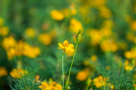 close up of Sulfur Cosmos in the parkの写真素材
