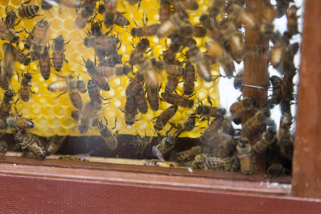 Demonstration of Honey Bees in a glass hive