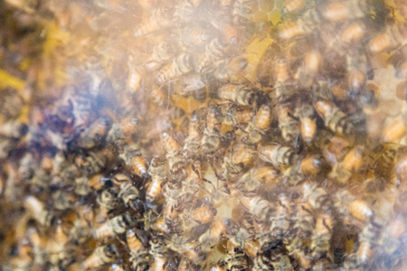 Demonstration of Honey Bees in a glass hive