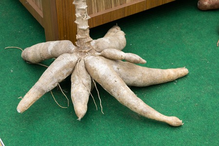close up of Pile of cassava bulbの写真素材
