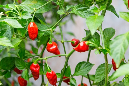 close up of Chilli peppers plant on the treeの写真素材