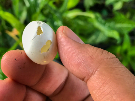 Hand holding bird egg hand holding bird egg