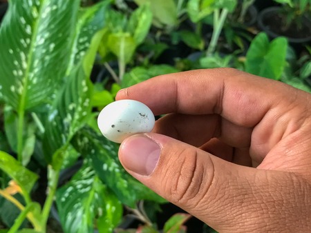 Hand holding bird egg hand holding bird eggの写真素材