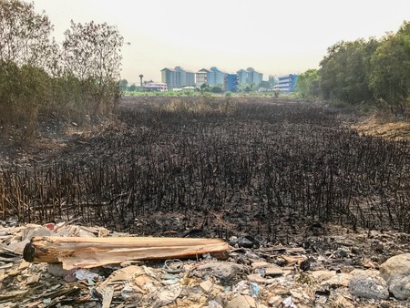 Ash from burning rice fields in thailandの写真素材