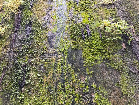 Moss on the concrete wall background textureの写真素材