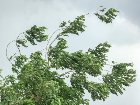 green Tree during heavy wind at thailandの写真素材