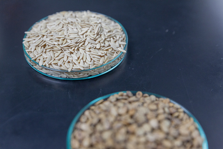 close up of Variety of Cucurbitaceae seed on plateの写真素材