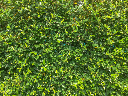 nature green leaves background texture, tree bushの写真素材